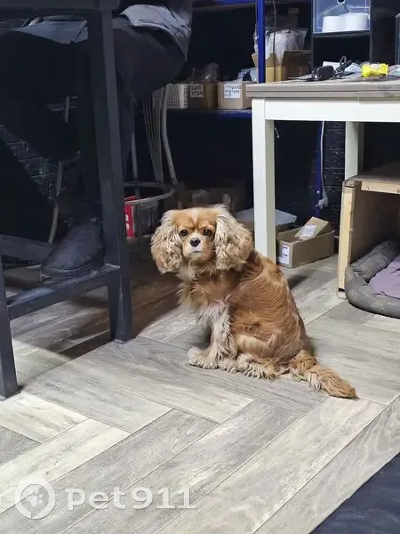 Пропал собака, Шлюзовская улица, 2, Волгодонск - рыжий американский спаниель - photo