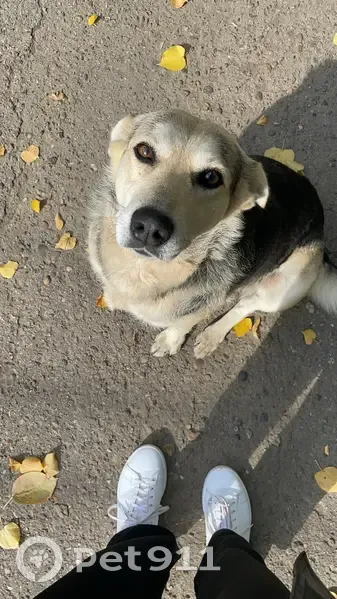 Пропала собака, женская, улица Репина, Ульяновск - крупная и упитанная - photo