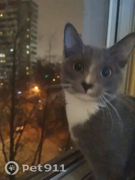 Пропала кошка, Харьковская улица, 3 к4, Москва - серо-белая - photo