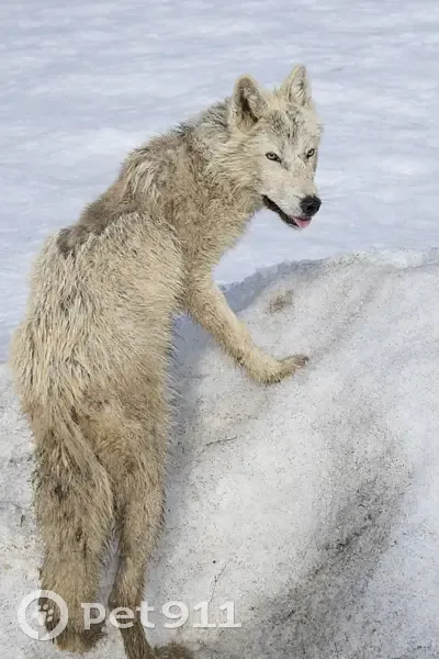 Пропала собака, Образцово, Московская область - боится людей - photo