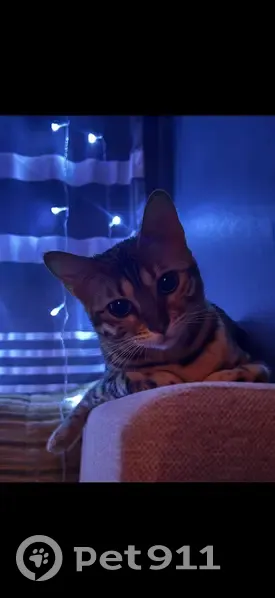 Пропала кошка, улица Румянцева, 9, городской округ Смоленск - пугливая и очень худая - photo