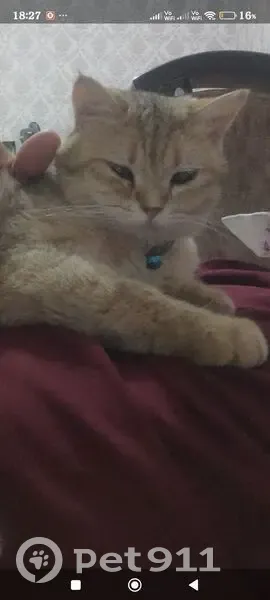 Пропал кот, Махачкала - жёлтый шиншил - photo