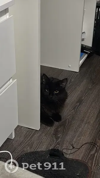 Пропал кот, улица Толстого, городской округ Пенза - черный длинношерстный, откликается на Локи - photo