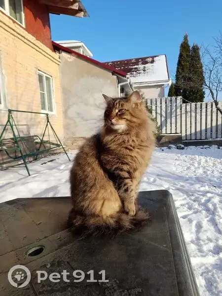 Пропал кот, Береговая улица, 6, Выборг - photo