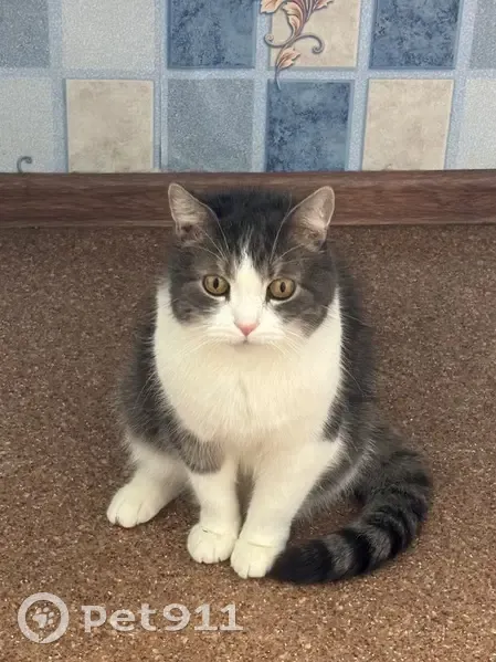 Пропала кошка, улица Тамбасова, 10 к1, Санкт-Петербург - серо-белый, полосатый хвост - photo