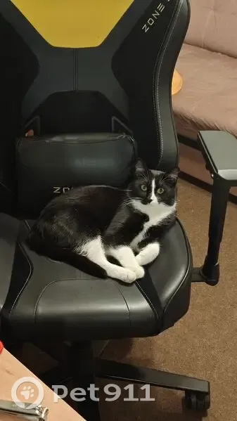 Пропал кот, улица Максима Горького, Петрозаводск - вышел через окно - photo