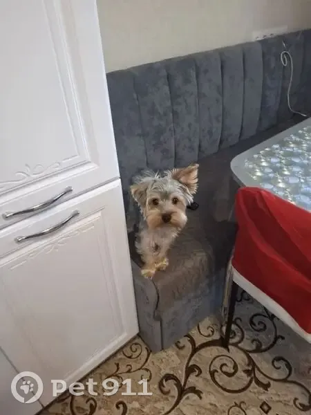 Пропал собака, проспект Нефтяников, Нягань - откликается на кличку Сёма - photo