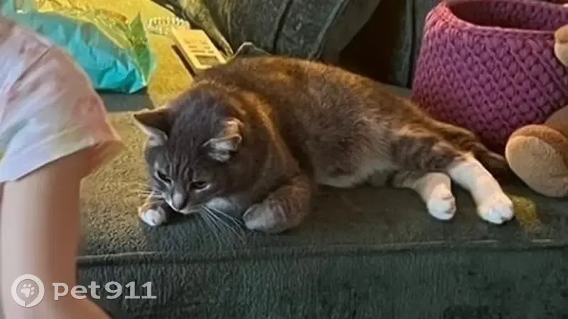 Пропал кот, Полевая улица, Ропшинское сельское поселение, Ропшинское - серо-полосатый с белыми 