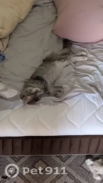 Пропала кошка, Промысловый проезд, 3, Оренбург - большая, помесь мейкуна - photo