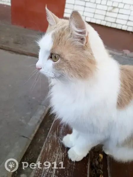 Пропала кошка, улица Комарова, 13, Зеленодольск - рыже-белый окрас - photo