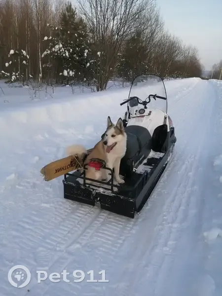 Пропал собака, Барда, Пермский край - photo