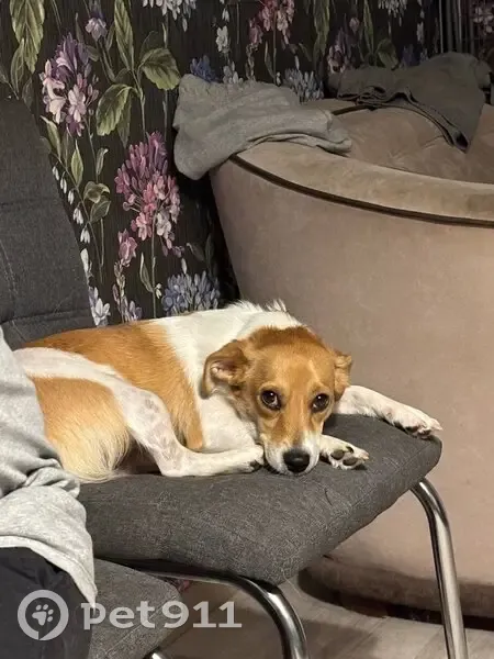 Пропала собака, женская, 35, Марьино - убежала в парке - photo