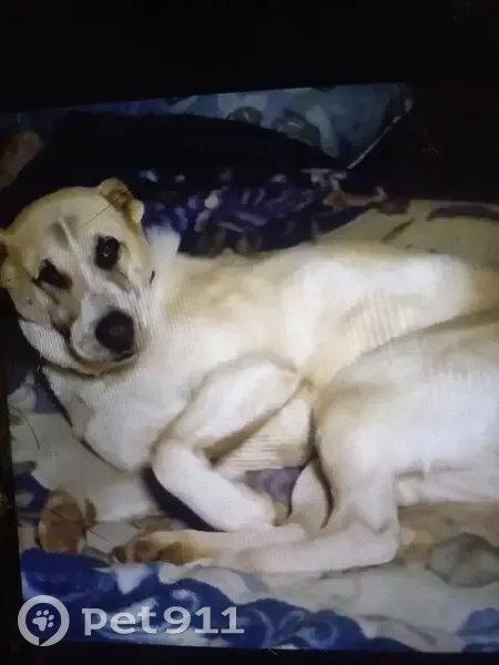 Пропала собака, 111Б, Воротынск - светлая с купированными ушами и хвостом - photo