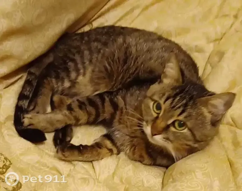 Пропал кот, улица им. маршала Еременко, Волгоград - пушистый с буковкой 