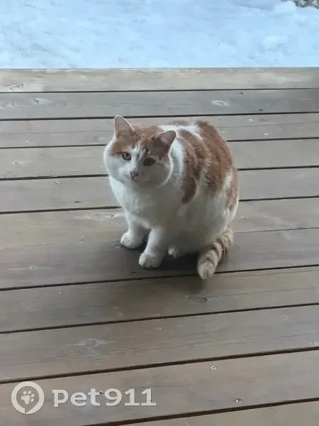 Найдена кошка, Ульяновск - photo