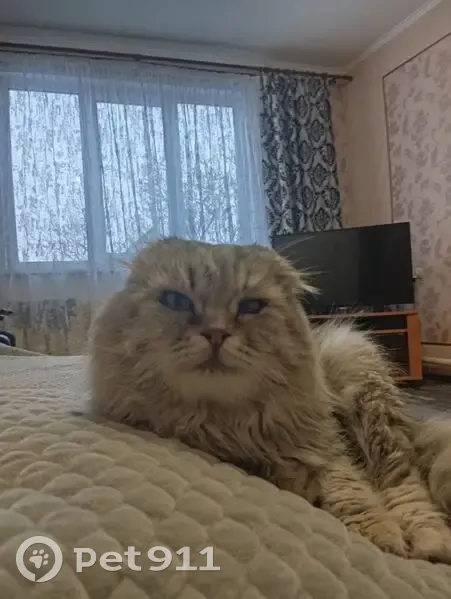 Пропал кот, улица Шевцовой, Курган - серый белый окрас - photo