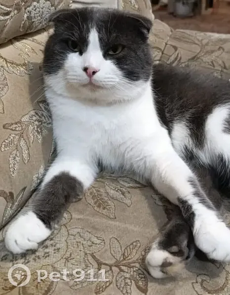 Пропала кошка, Ярославская улица, 68/1, Михайловск - серо-белая, вислоухая - photo