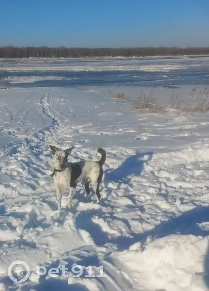 Пропала собака, женская, Киевская улица, 30, Томск - чёрно-белый окрас, похожа на долматинца - photo