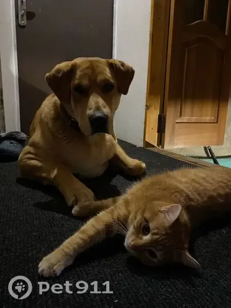 Пропал собака, Новочеремшанск, Старая Сахча - рыжий окрас, русская гончая - photo