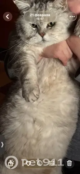 Пропал шиншиловый кот, Гусь-Хрустальный - хромает на переднюю лапу - photo