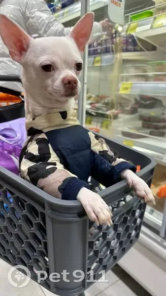 Пропал собака, 46К-9253, Елгозино - без поводка и ошейника - photo