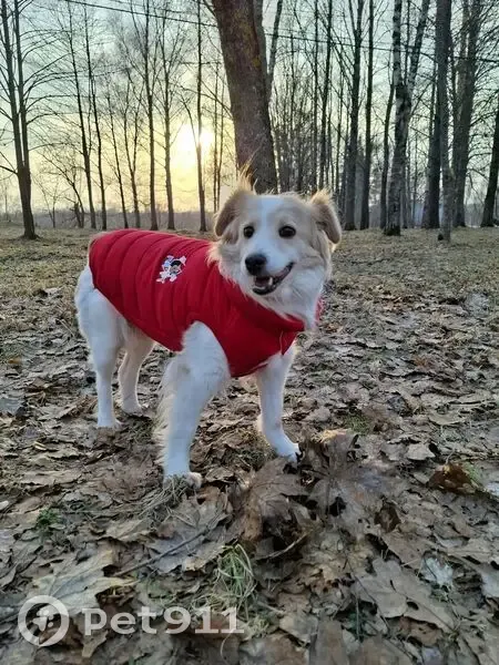Пропала собака, женский пол, улица Алексеева, 7, Новосельский, Чириково - белая с коричневыми пятнами - photo