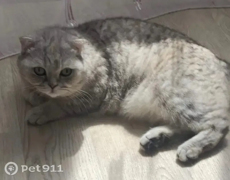 Пропала кошка, бульвар Ураева, 7, Йошкар-Ола - серый окрас с рыжим пятном - photo