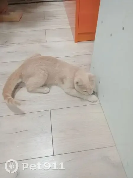 Пропала кошка, улица Мичурина, Северо-Восточные Сады - персикового окраса, зелёный ошейник - photo