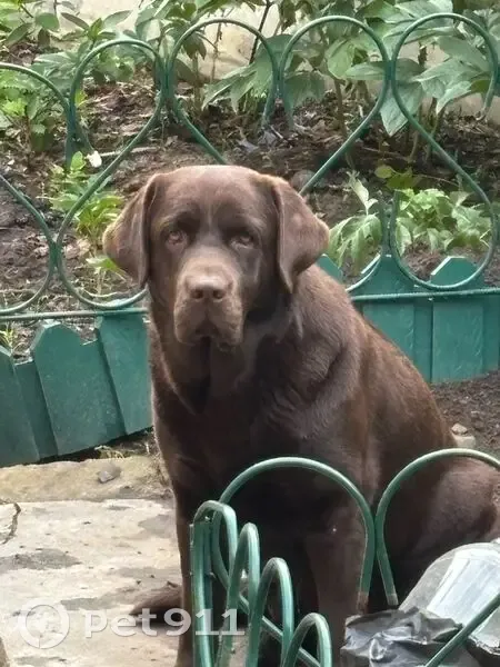 Пропала собака женского пола, улица Берёзовая Роща, Воронеж - шоколадная с клеймом - photo