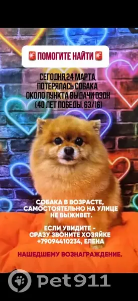 Пропала собака, проспект 40-летия Победы, 63/17 с3, Ростов-на-Дону - 10 лет, коллапс трахеи - photo