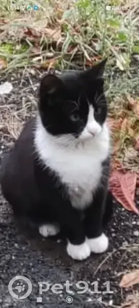 Пропала кошка, улица Молдагуловой, 2 к2, Москва - стерилизована и осторожная - photo