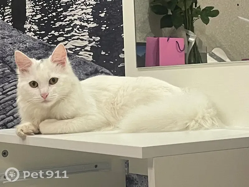 Пропала кошка, улица Шевченко, 42, Смоленск - черные крапинки на голове - photo