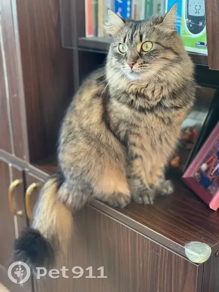 Пропала кошка, 1-й Низинский переулок, 15, Рославль - крупная и пушистая - photo