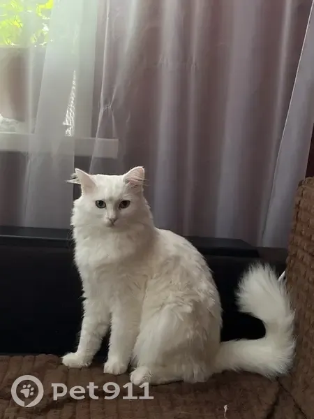 Пропала кошка, улица Победы, 35Б, Волгоград - белая и глухая - photo