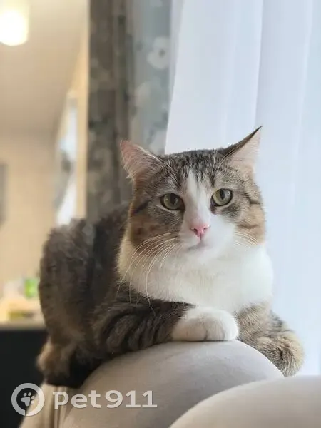 Пропал кот, Тюменский - тигровый окрас, белые 