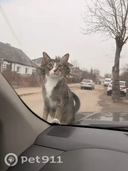 Пропал кот, улица 9-го Мая, 9, Гусев - абиссинец метис с белыми лапами - photo