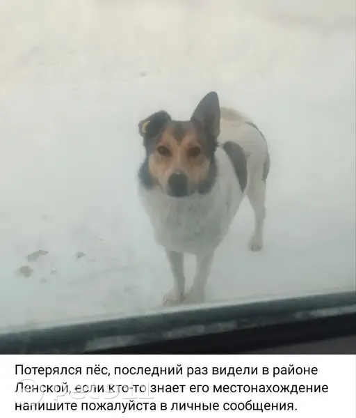 Пропал собака, Интернациональный переулок, Павловский Посад - белый с пятнами - photo