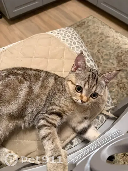 Пропал кот, Яхтенная улица, 8 к1, Санкт-Петербург - серый полосатый окрас - photo