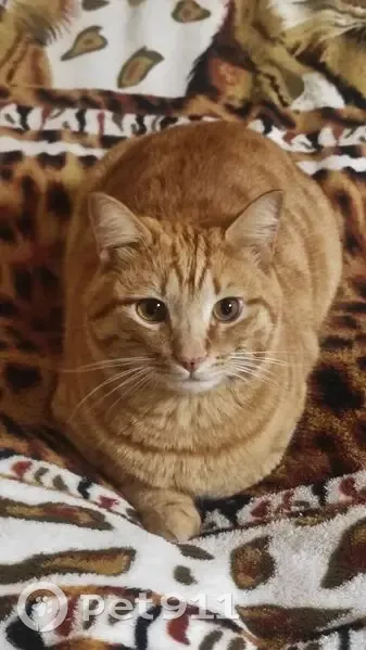 Пропал кот, Иванцево, Ивановская область - рыжий, карие глаза, кастрированный - photo