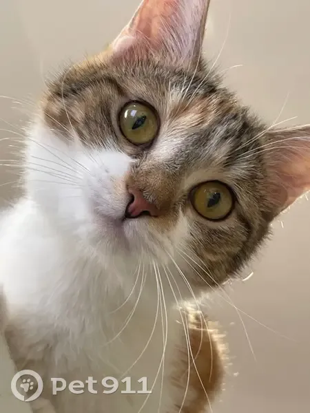 Пропала кошка, улица Тенишевой, городской округ Смоленск - photo