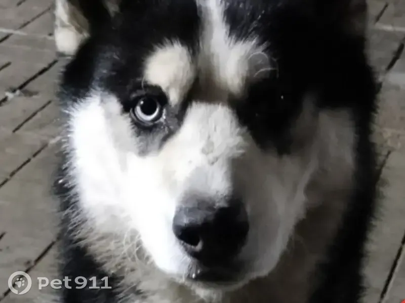 Пропал собака, Придорожная улица, 62А, Дружино - хаски с разноцветными глазами - photo