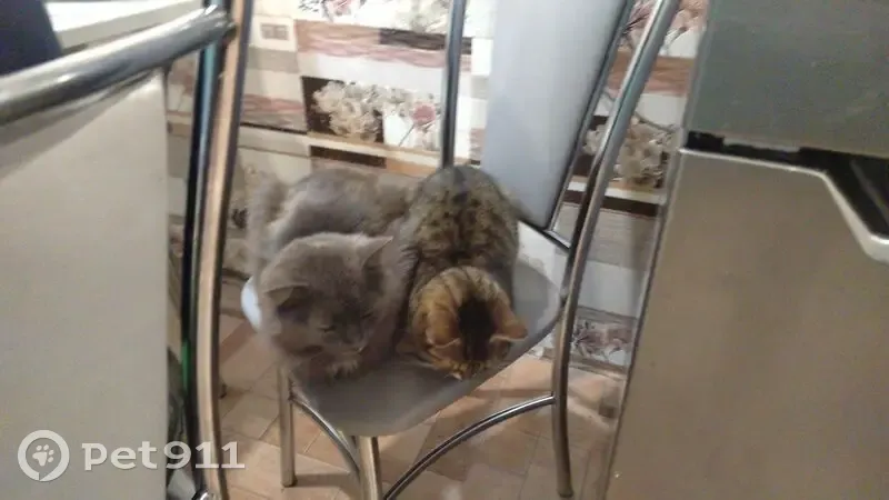 Пропал кот, Заречная улица, 45, Месягутово - серый с белым пятнышком на шее - photo