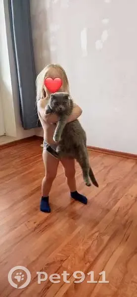 Пропал кот, Михайловск, Ставропольский край - серый, кастрирован - photo