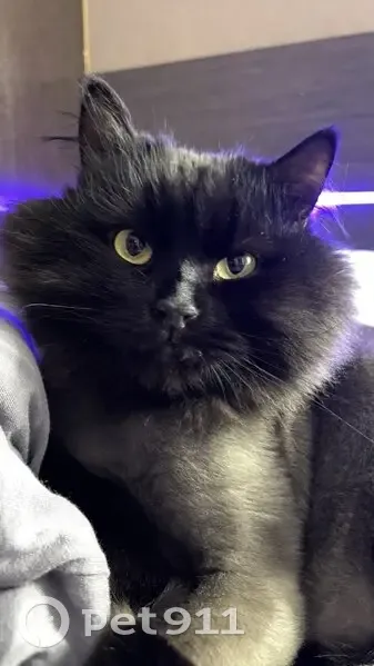 Пропал кот, Советская улица, Йошкар-Ола - упитанный и пугливый - photo