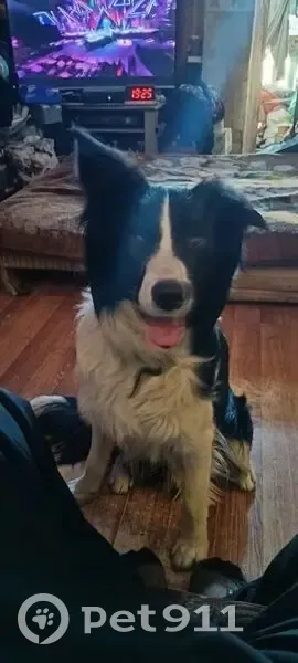 Пропал собака, улица Академика Байкова, 15 к2, Санкт-Петербург - бордер колли с системой отслеживания - photo