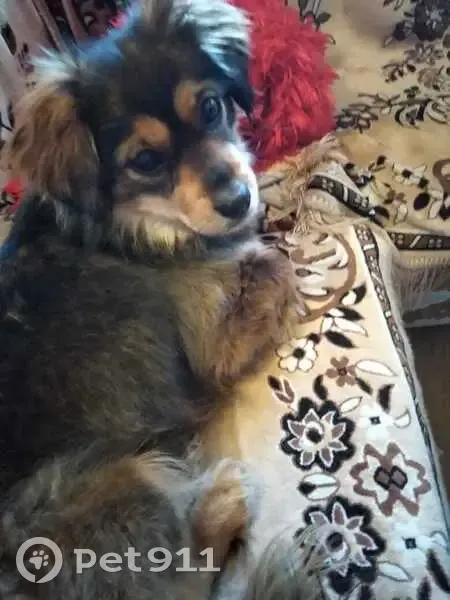 Пропала собака, женская, улица Муханова, 46, Братск - рыжая с черным, пушистая - photo