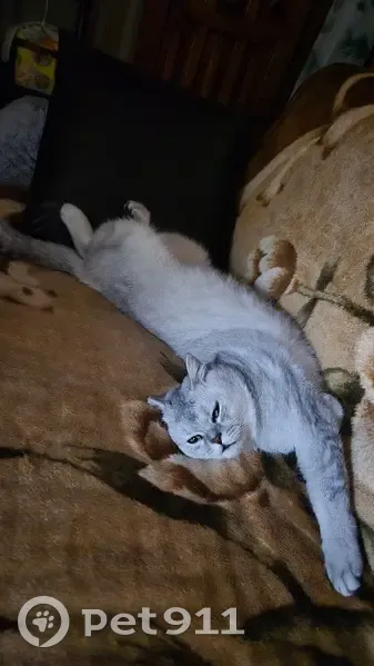 Пропал кот, Ставровская улица, 4, Владимир - серебряная шиншилла, очень пуглив - photo