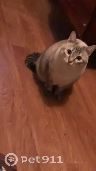 Пропала кошка, Садовая улица, 16, Малышево - девочка домашняя и стерилизованная - photo