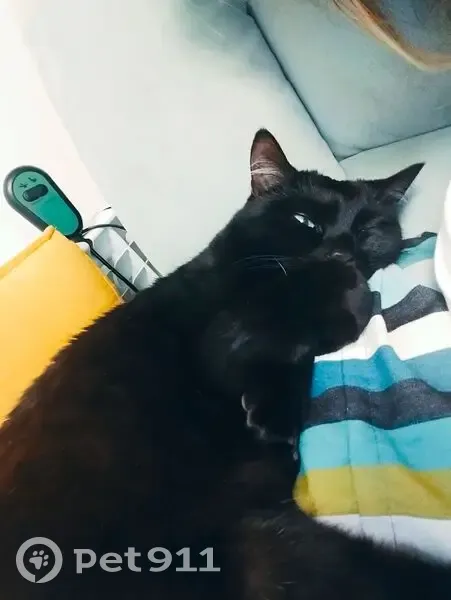 Пропала кошка, Лазурная улица, Черемисское - черная с зелеными глазами - photo