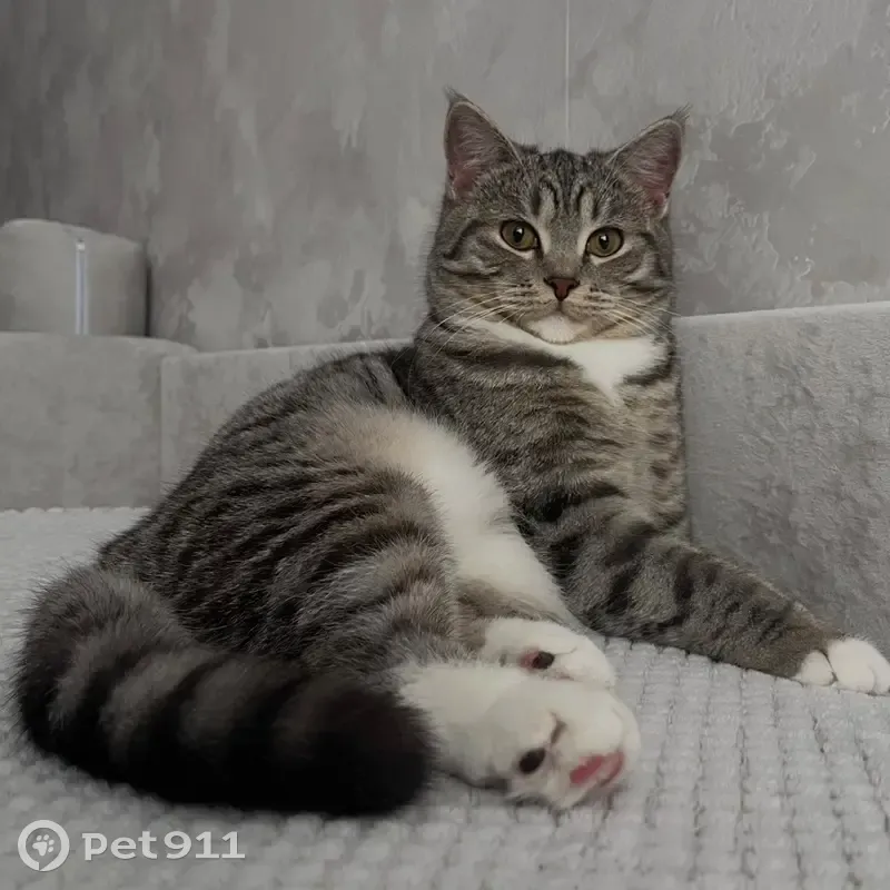 Пропал кот, проспект Победы, 67, Каменск-Уральский - серый с белым окрасом - photo